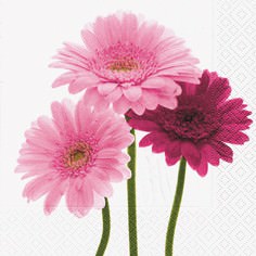 Partytischdecke.de | Servietten 33x33 Beautiful Gerberas 20 Stück