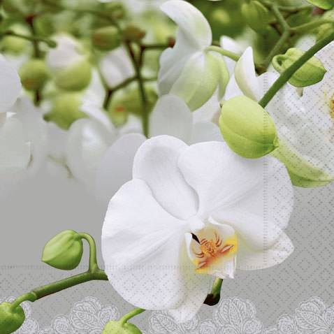 Servietten 33x33 Orchid Festival 20 Stück