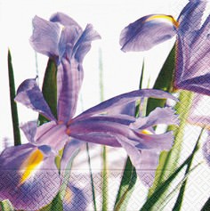 Partytischdecke.de | Servietten 33x33 Blue Iris 20 Stück