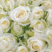 Partytischdecke.de | Servietten 25x25 White roses 20 Stück