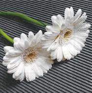 Partytischdecke.de | Servietten 33x33 Gerbera Pair 20 Stück